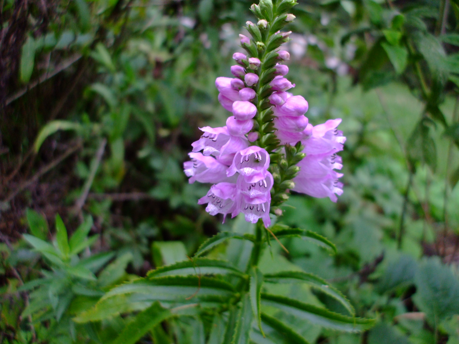 Physostegia virginiana